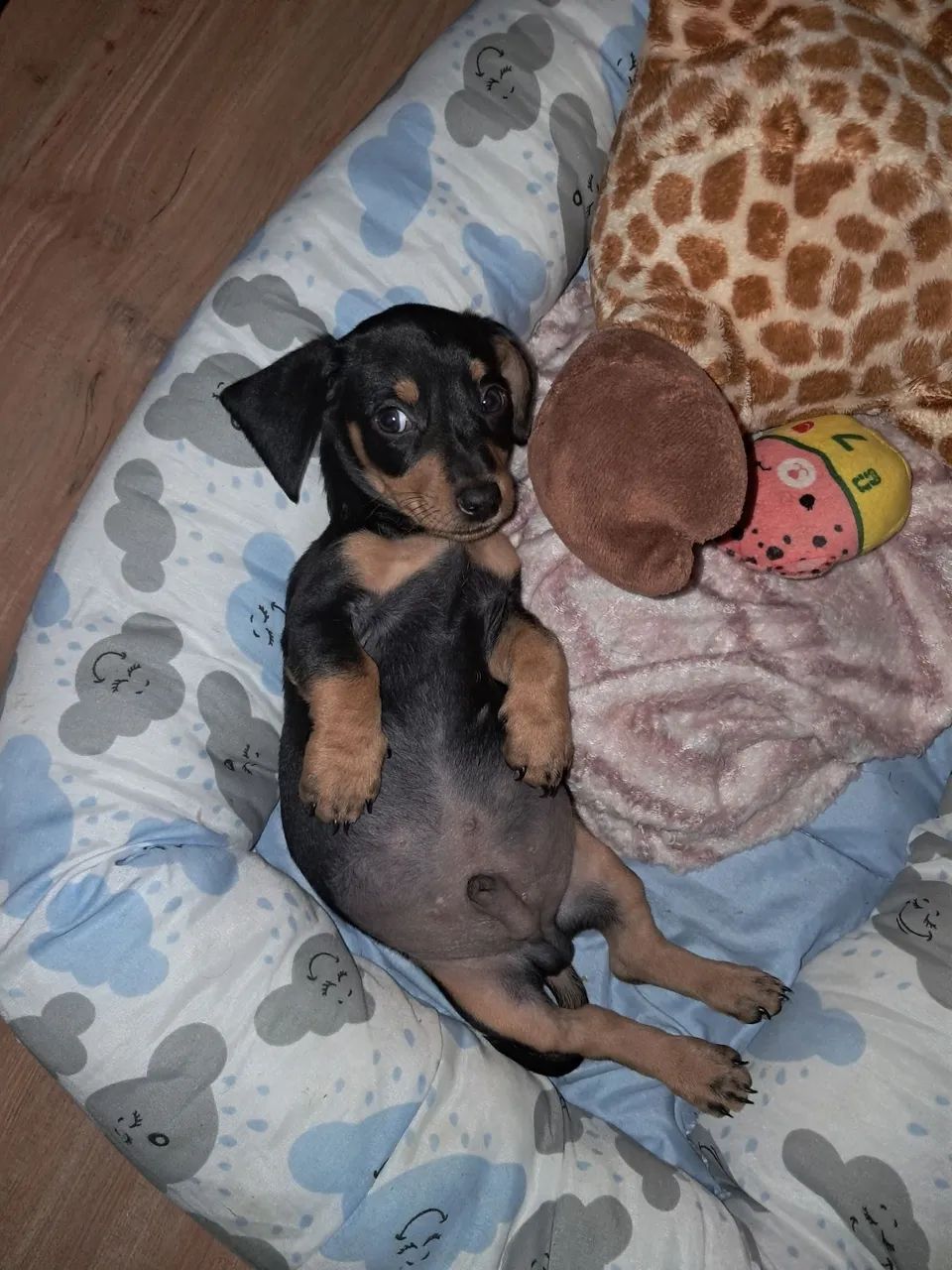 Dachshund - Foto 5