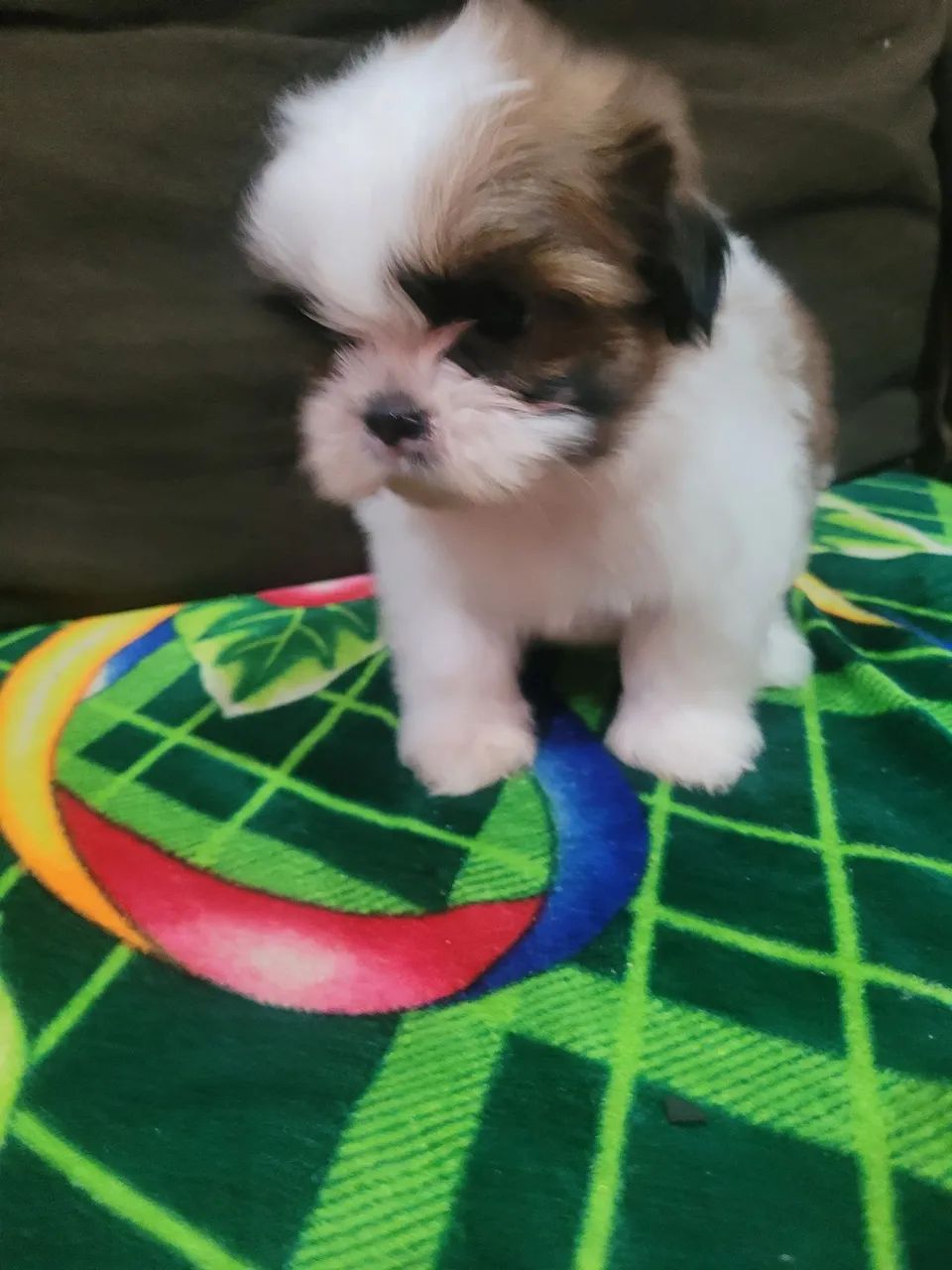 Shihtzu Filhote macho - Foto 3