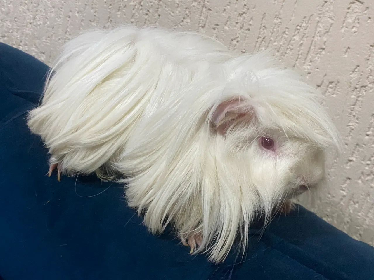 Porquinho da Índia peruano  - Foto 4