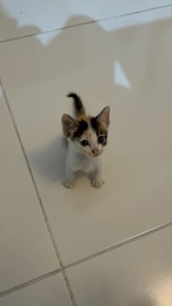 Gata para adoção  - Foto 2