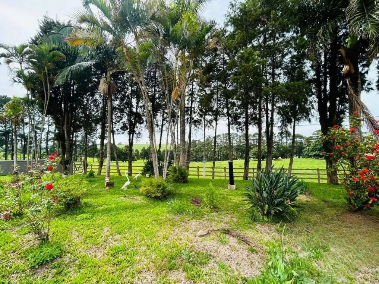 SÍTIO VILA RIBEIRO - MINEIROS/SP - Foto 4