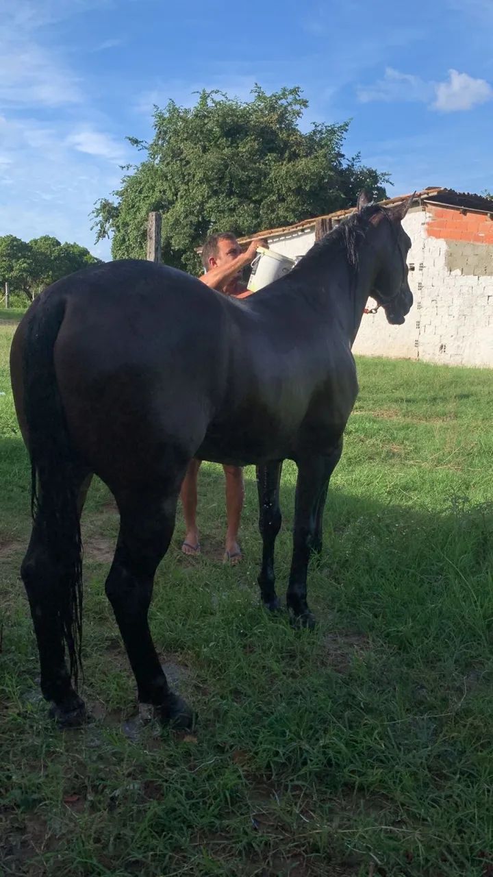 Cavalo de vaquejada - Foto 2