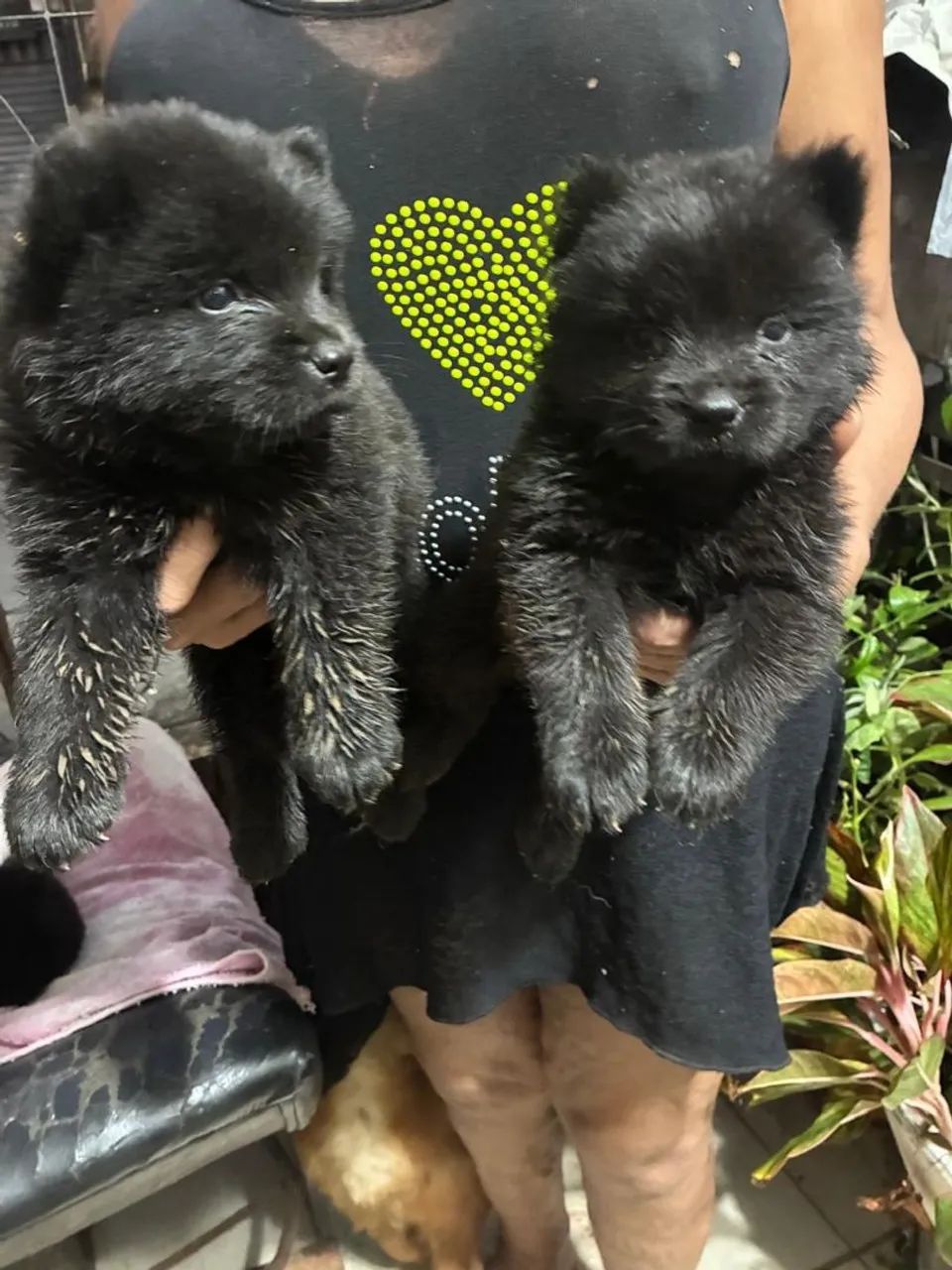 Chow chow - Foto 4