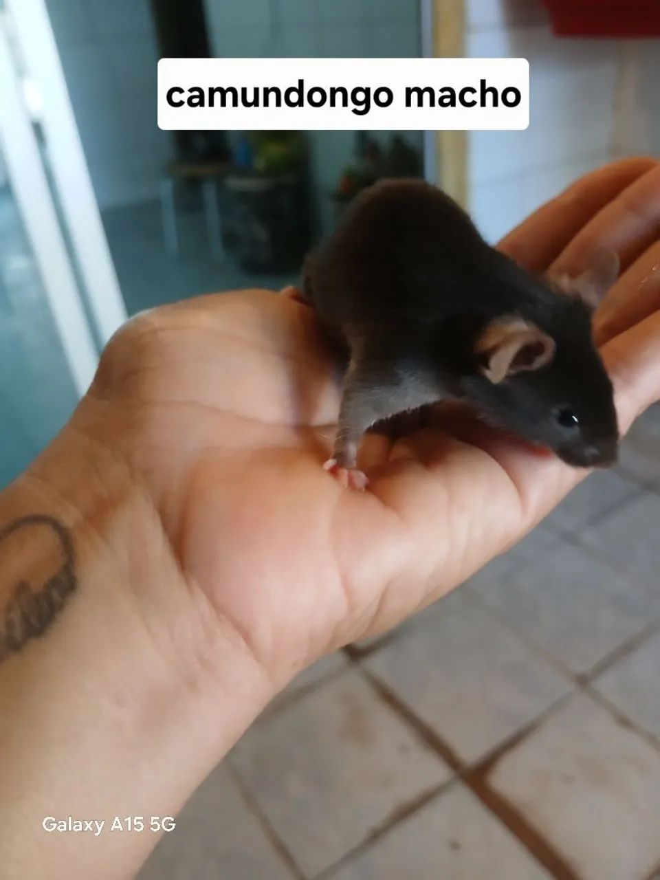 Camundongo Pet  - Foto 5