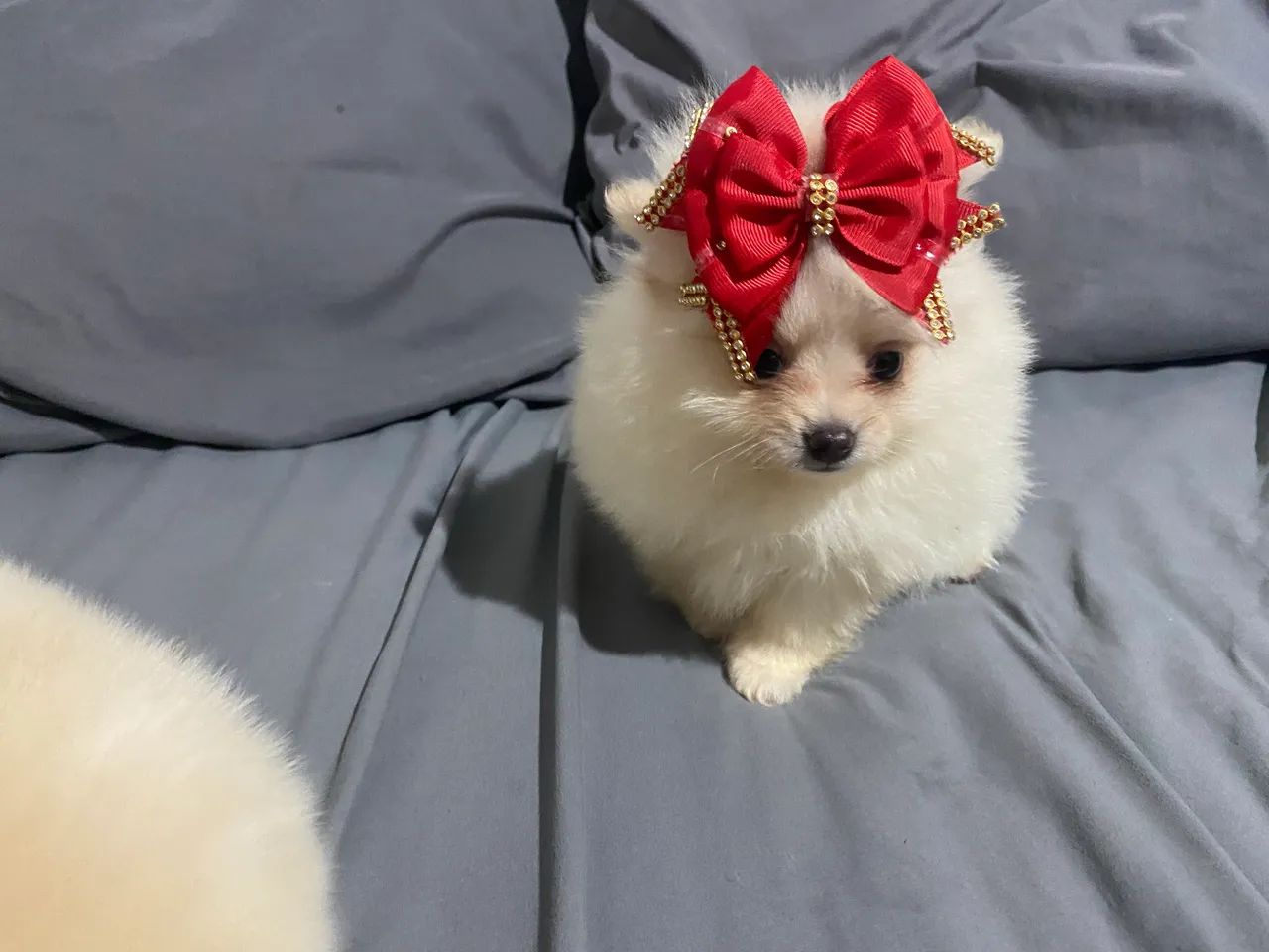 Spitz alemão 