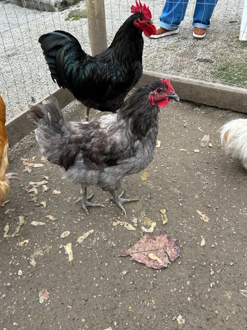 Frango Gigante azul de Jersey