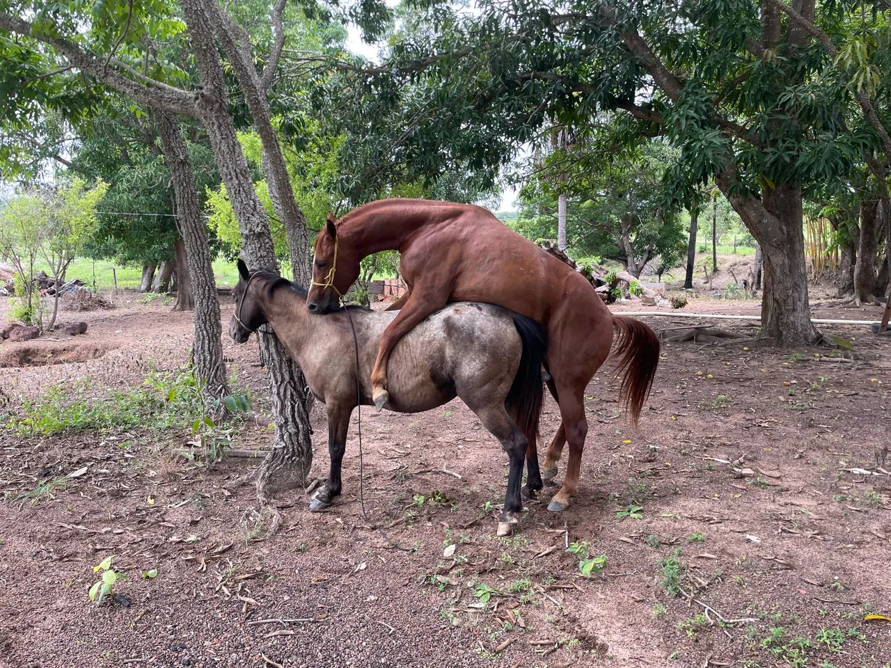 Égua quarto de milha  - Foto 3