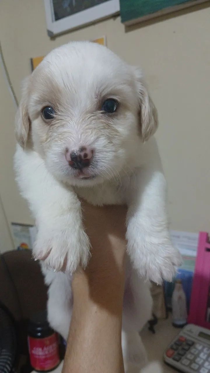Vende-se Poodle Toy