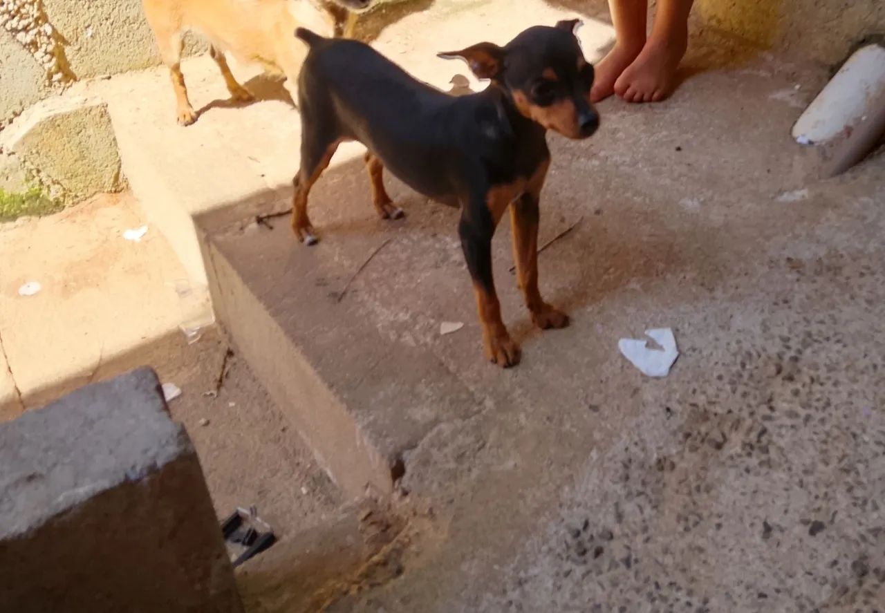 Vende se  - Foto 4