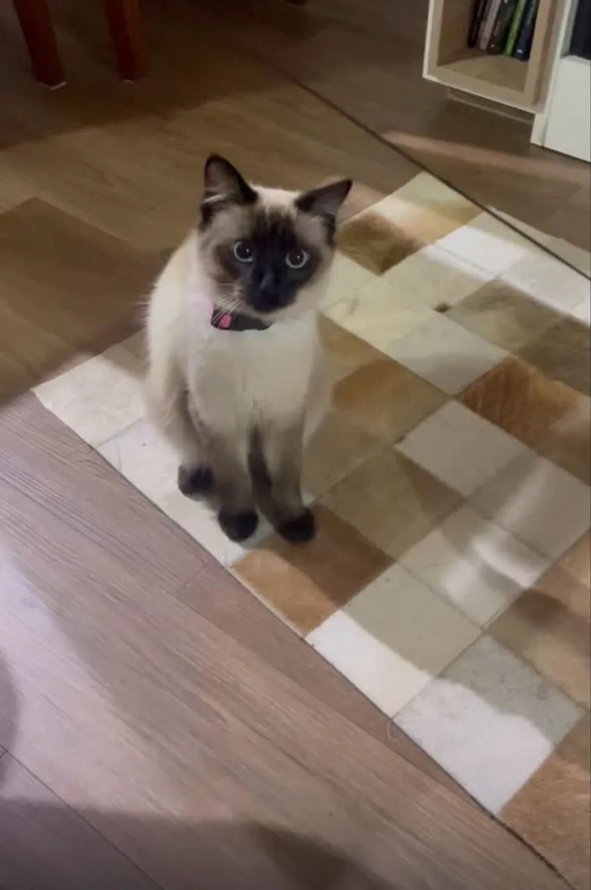 Doação de gatas castradas  - Foto 2
