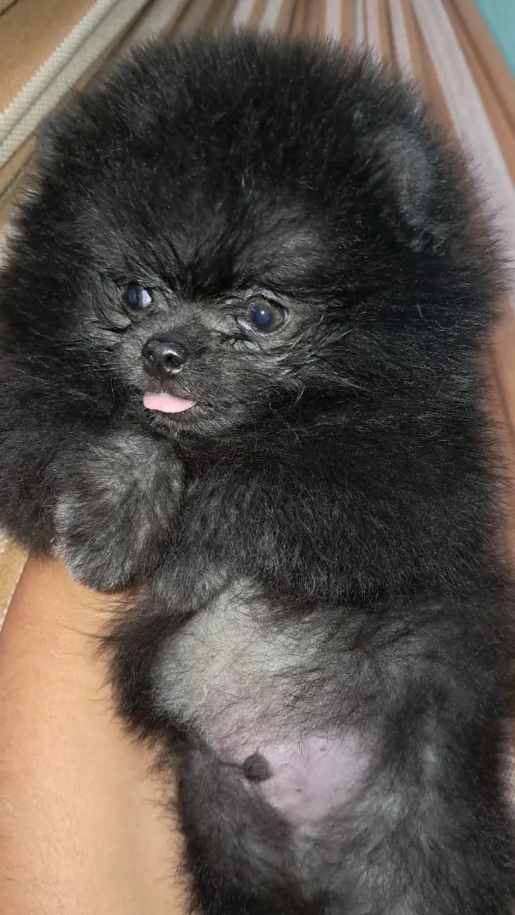 Spitz alemão - Foto 2