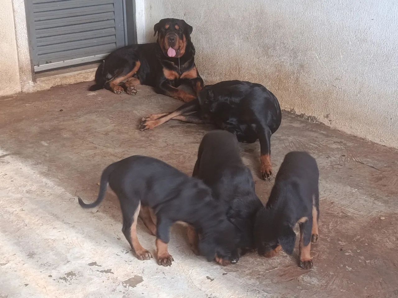 Cachorro rottweiler  - Foto 4