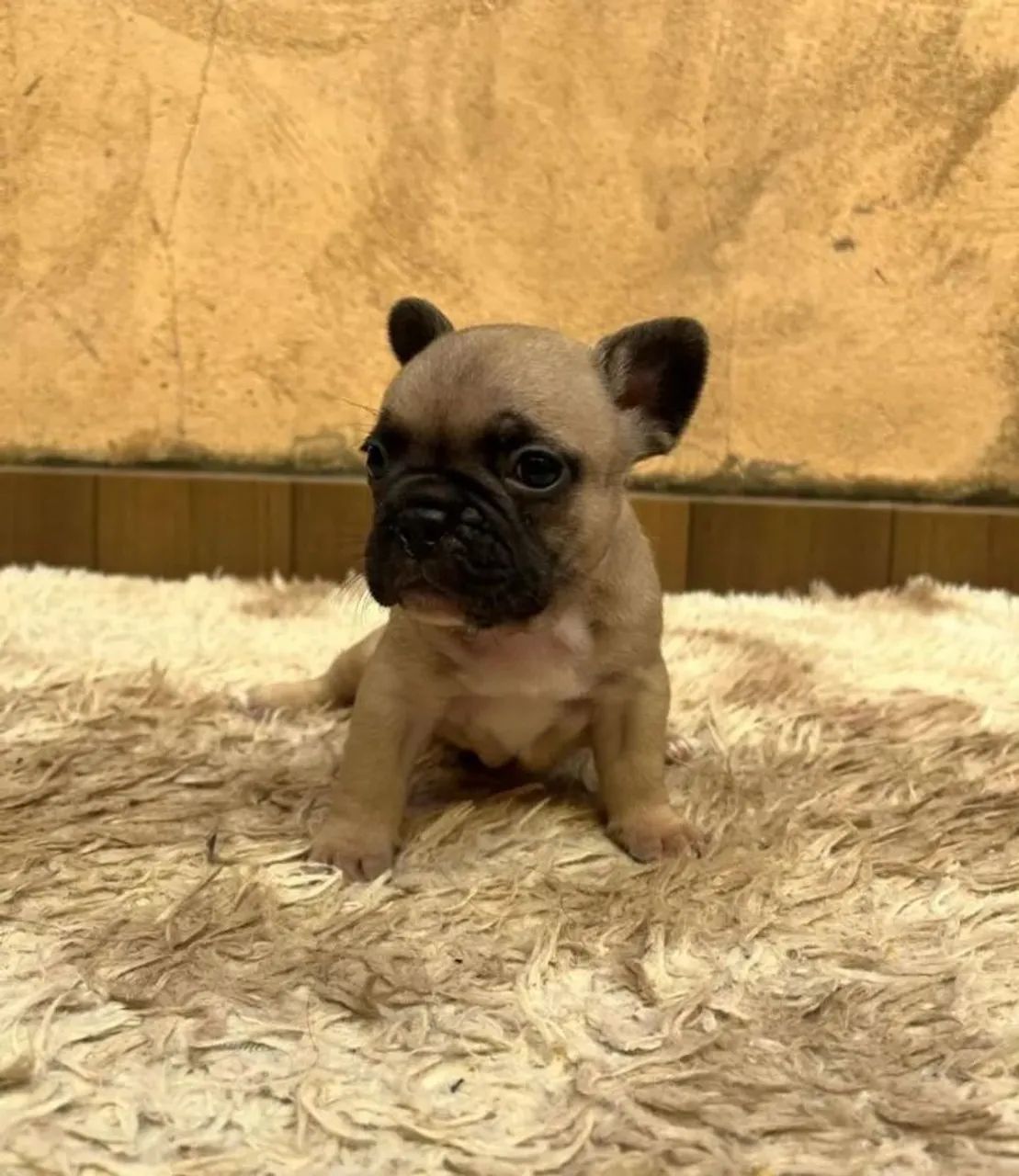 Bulldog - Foto 2