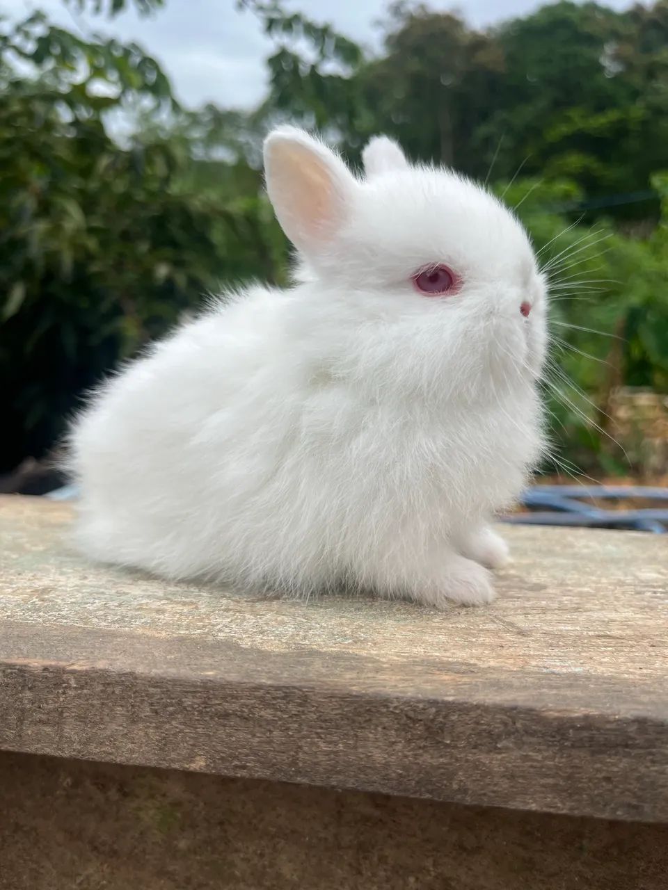 Filhotes de mini Coelho Natherland 
