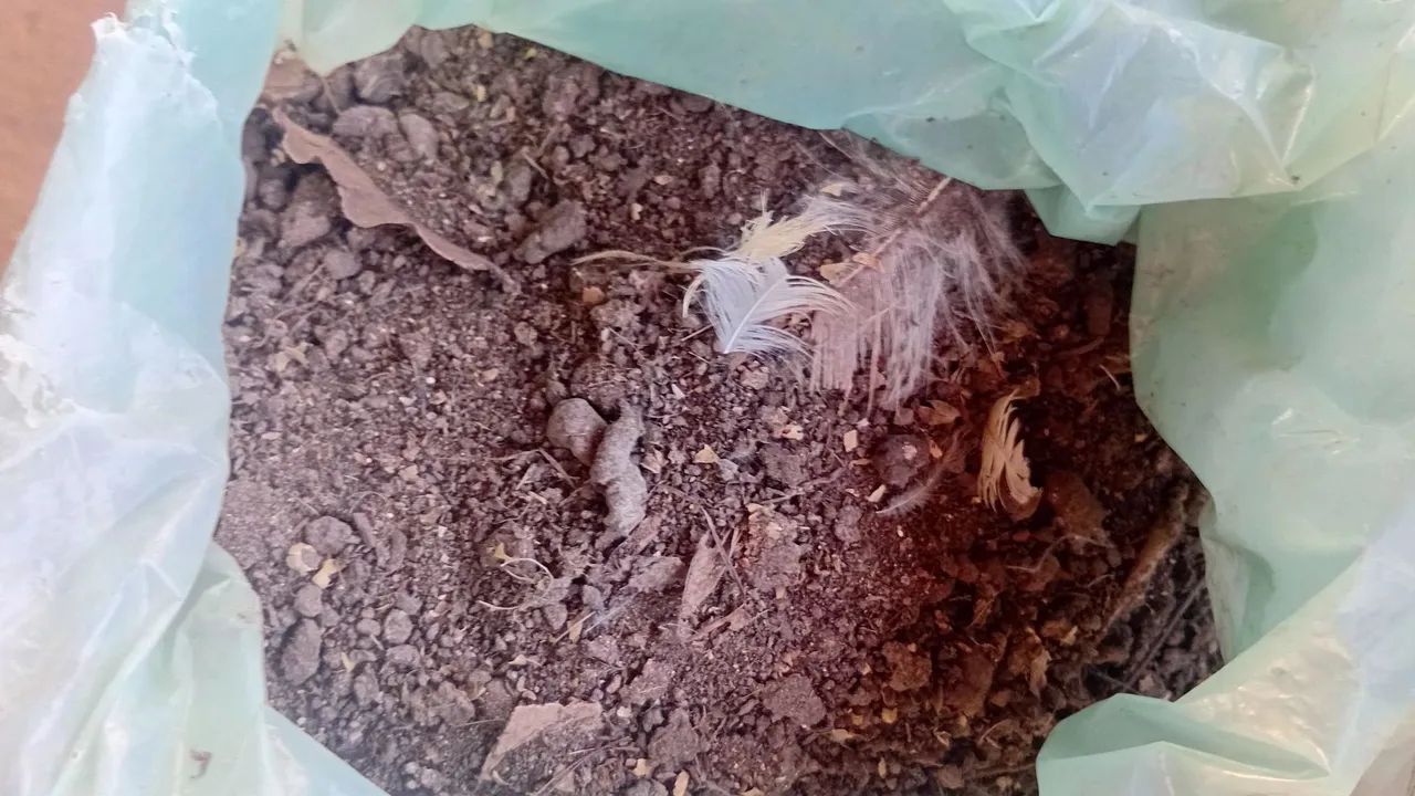 Esterco de galinha  - Foto 3