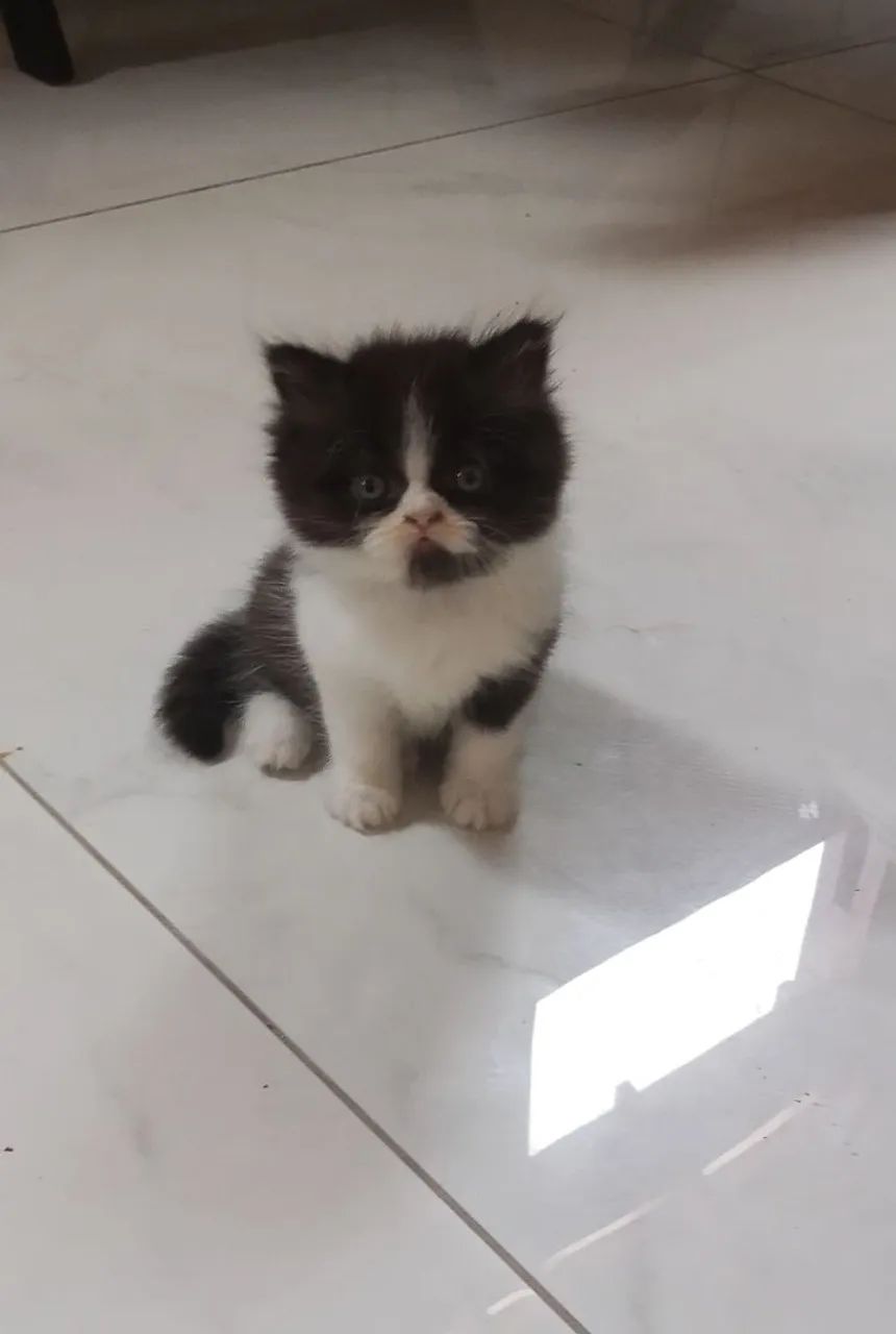 Último Persa himalaio Disponível !!! - Foto 3