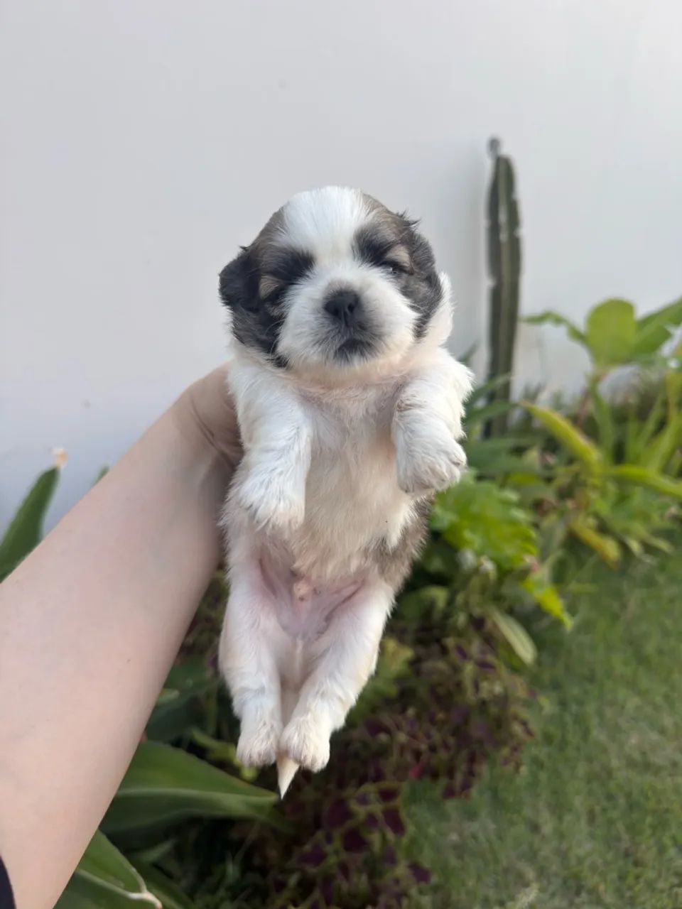 Filhotes de Shih Tzu - Foto 3