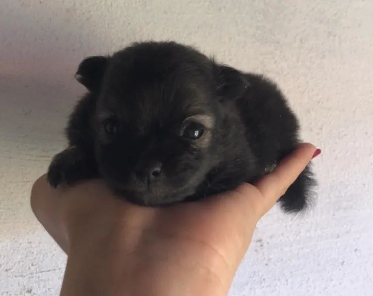 Lindo spitz alemão macho  - Foto 2