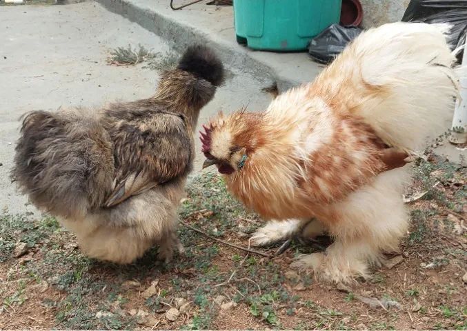 Casal de Galinha e Galo da raça Sedosa do Japão Silkie Vacinados e Vermifugados
