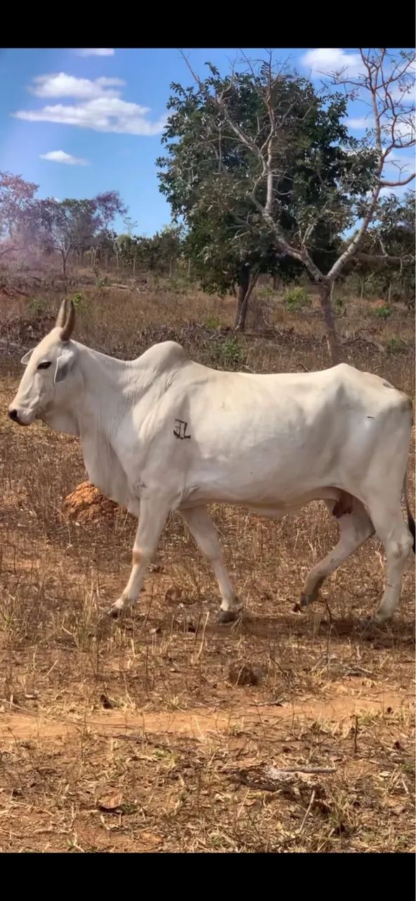 Vendo vaca Nelore puro