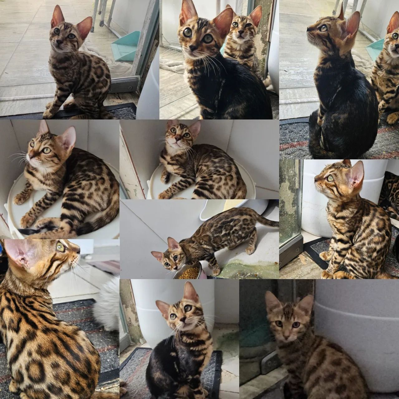  Bengal de Rosetas e Marble - Gatil BSB Cat 