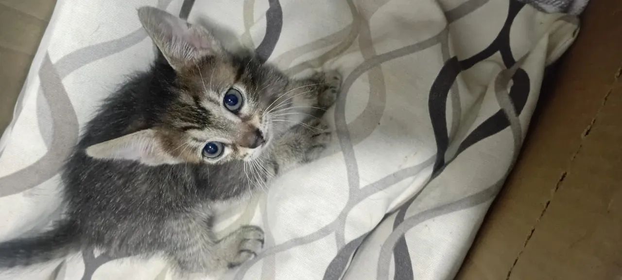 Gatinha filhote - Foto 4