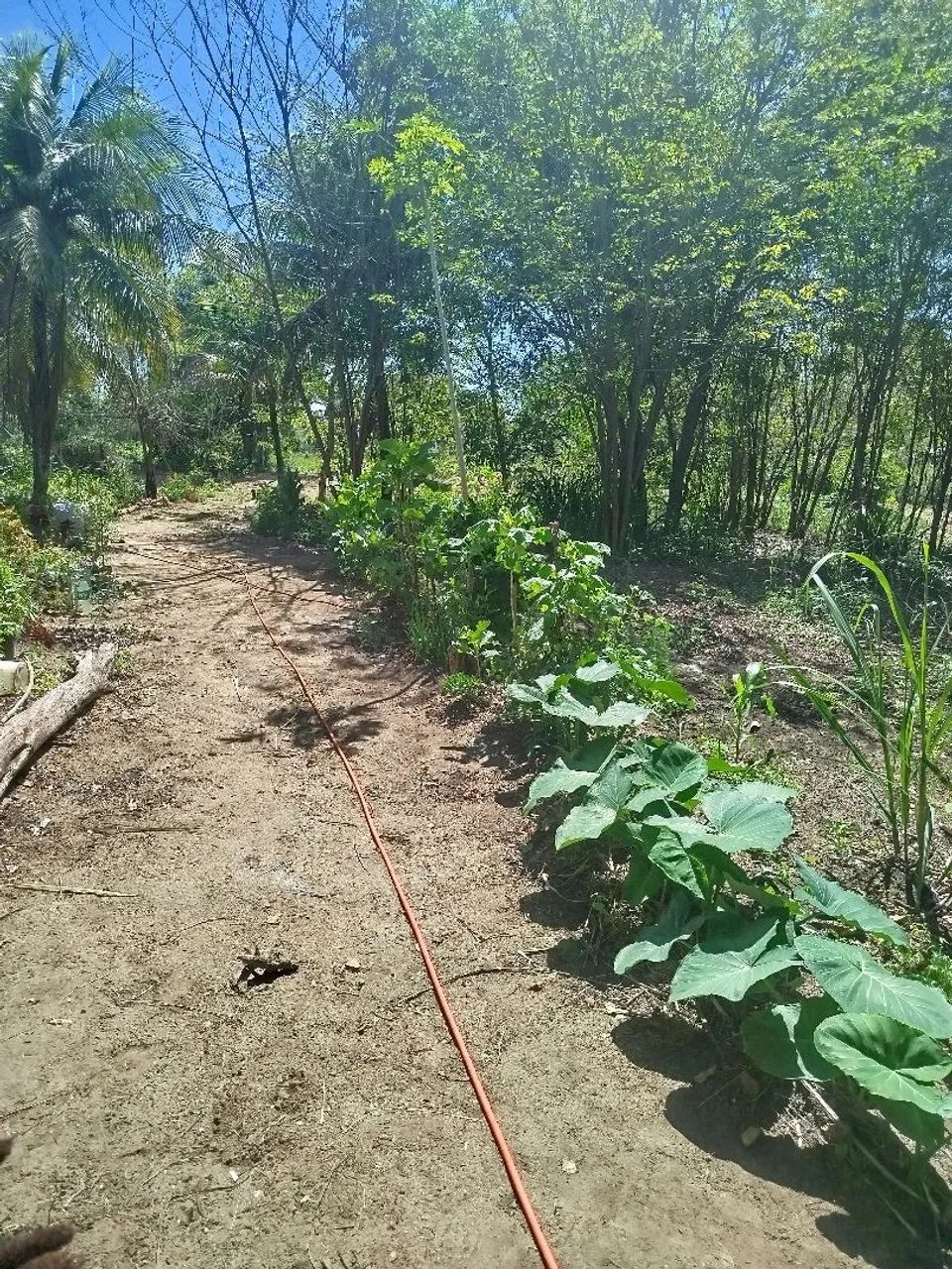 Sítio lagoinha - Nova Iguaçu - RJ - Foto 9