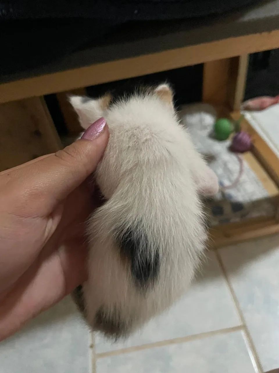 Animais Gatos  - Foto 4