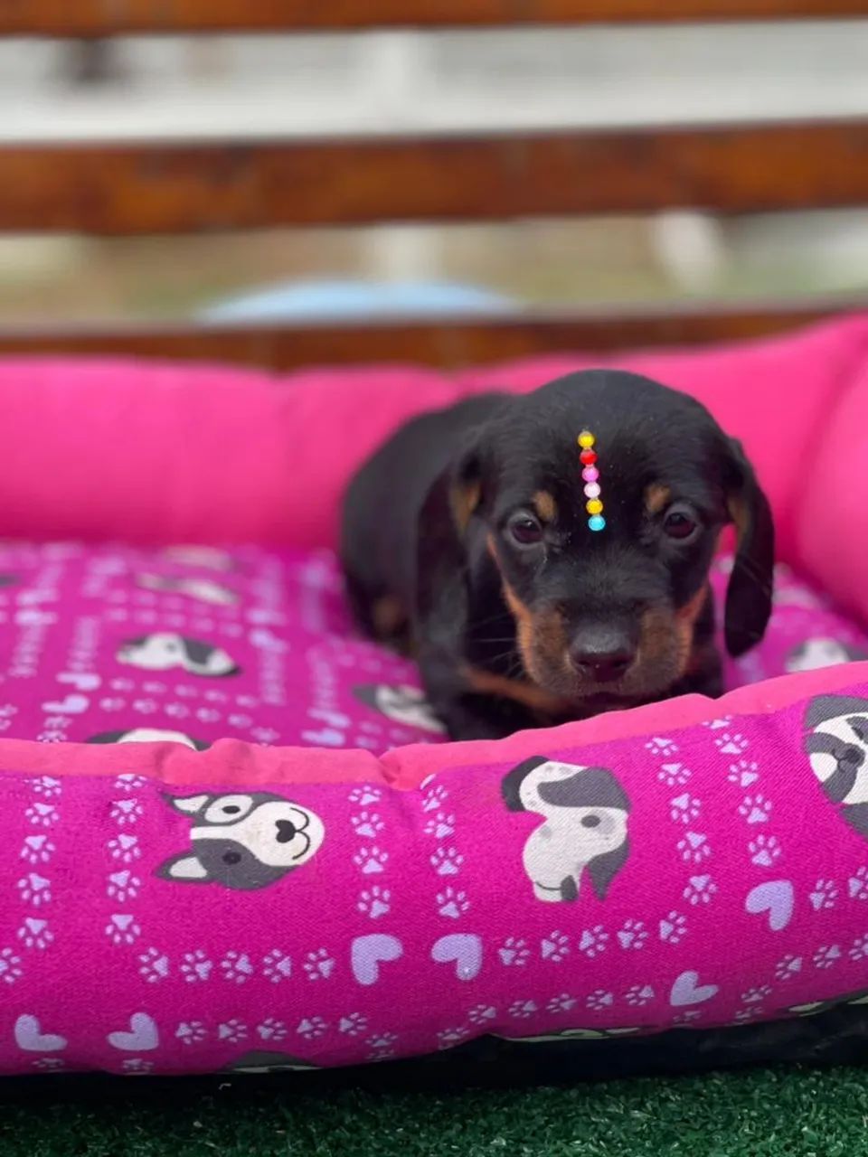 Daschund - Filhotes curiosos .  - Foto 2