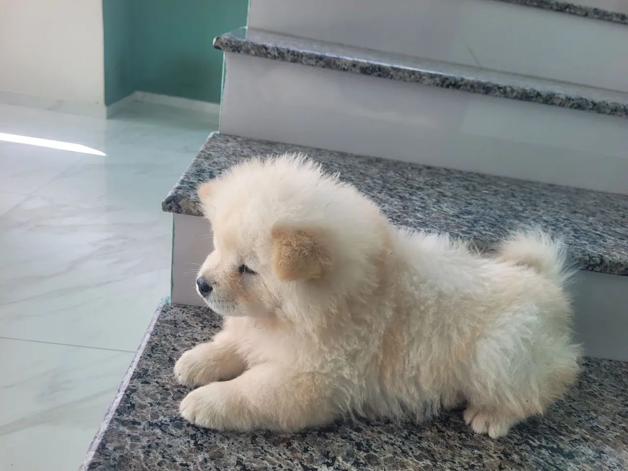 Filhotes de chow chow - Foto 5