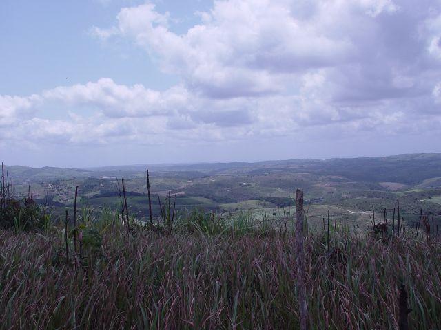 Fazenda com 80 hectares em Amaraji/Pe - REF. 286 - Foto 11