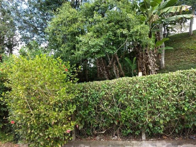 Excelente terreno no centro de Teresópolis - Foto 6