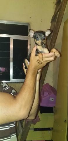 Vendo lindo pinscher
