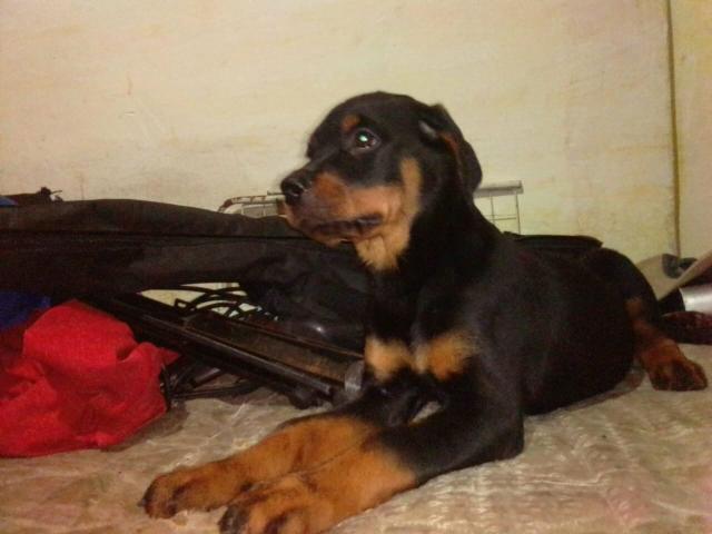 Vendo filhote de rotweiller