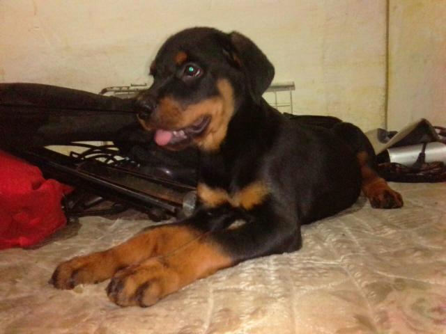 Vendo filhote de rotweiller - Foto 2