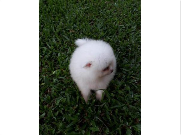 Spitz Alemão hoje tem Promo!
