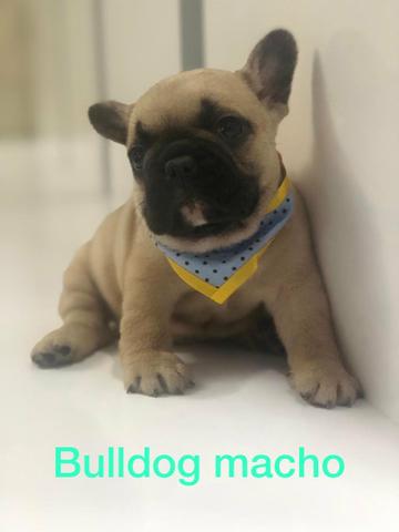 Bulldog francês com assistência veterinária