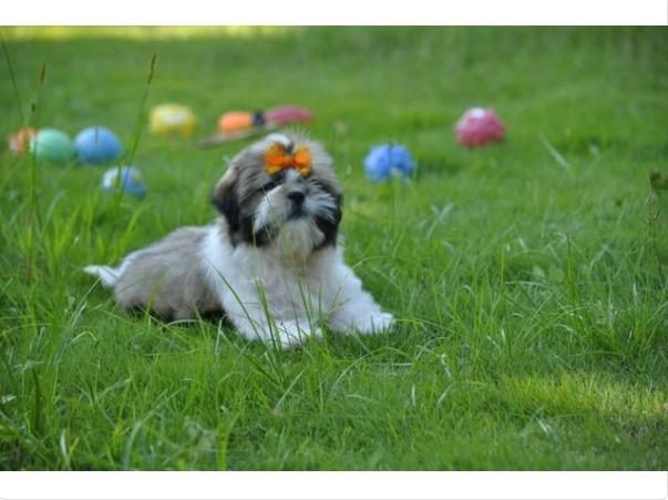 ShihTzu Femea Promo!