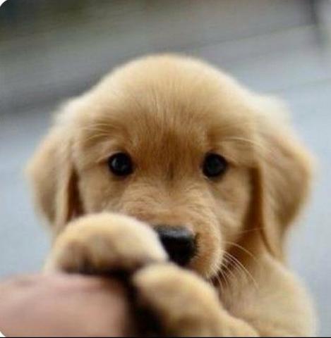 Golden retriever fêmea perfeita para você
