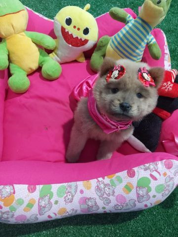 Chow chow fêmea ?? anão raridade olhos azul.?? - Foto 4