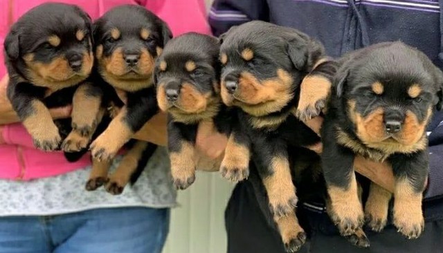 Os belíssimos exemplares de rottweiler alemão 