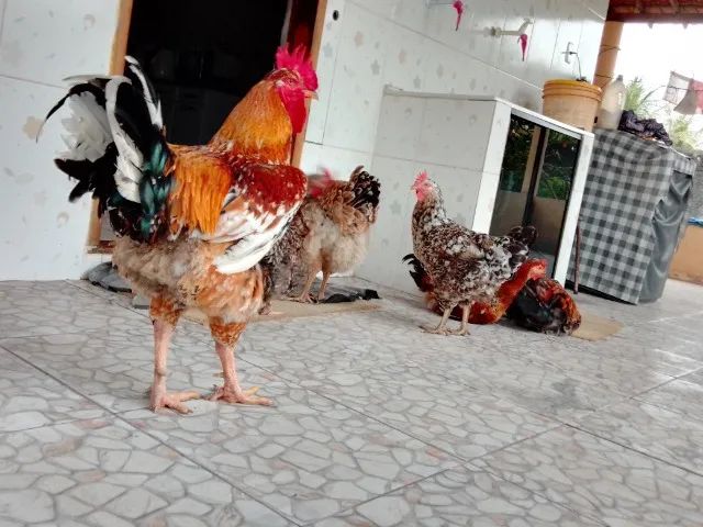 Compre 1 dúzia e Receba 18 Ovos. R$300,00. Galinha Sertaneja Balão - Foto 3