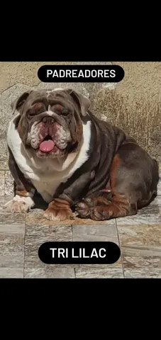 Bulldog ingles preto  +24 anúncios na OLX Brasil