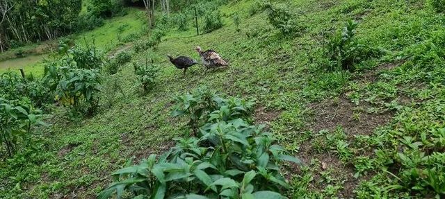 Vendo sítio de 12 hectares (120.000 mil metros) - Foto 9