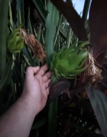 Mudas de Pitaya enxertadas  - Foto 2