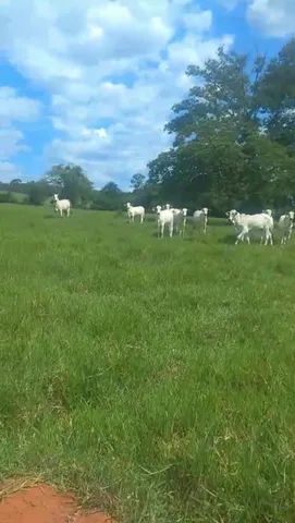 Fazenda de 167 alq em Vila Propício-GO