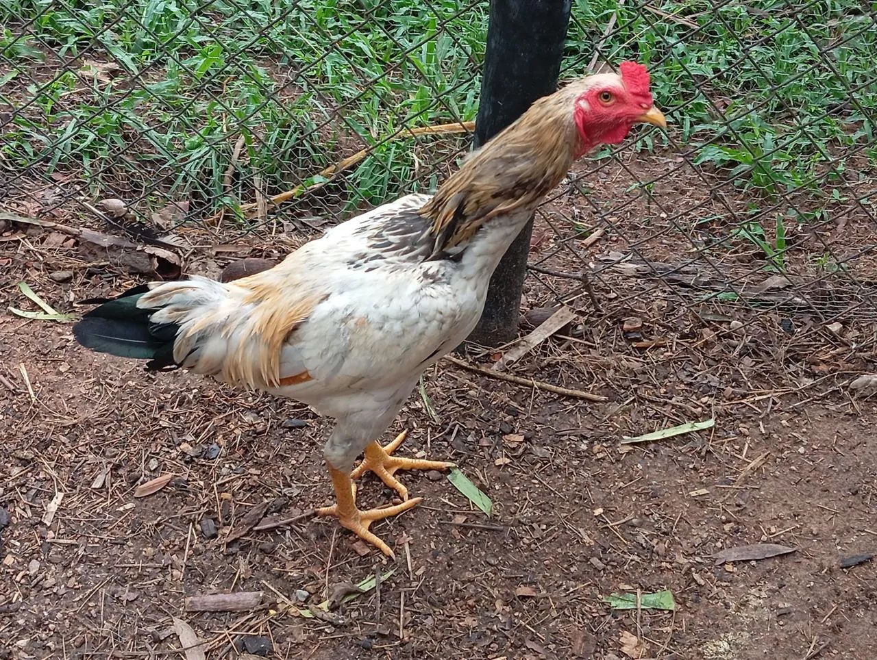Frango caipira 