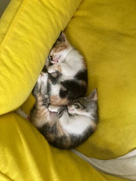 Gatinhos fofinhos para adoção - Foto 2