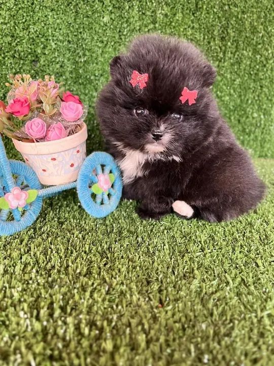 Filhote de Pomeranian Fêmea - Foto 2