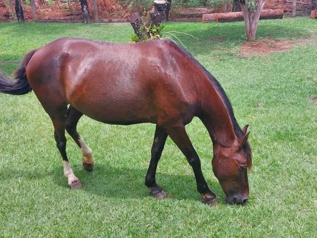 Égua Mangalarga-Vende ou Troca